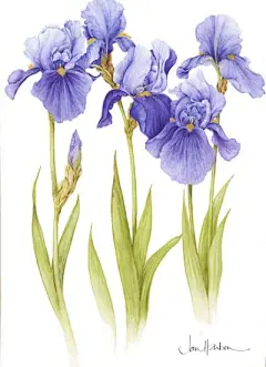 水彩--鸢尾花 - 高清图片，堆糖，美图壁纸兴趣社区