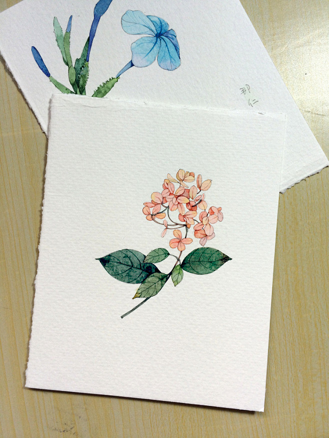 花花草草小卡片-那仁_插画,手绘,水彩_...