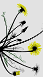 蒲公英花的彩色X射线 (© Arie van 't Riet/Science Photo Library)
你所看到的这张照片其实是一株蒲公英花的彩色X射线，蒲公英不仅有着美丽的花朵还有着朴实无华的个性。它富含营养(整株植物都可以食用)，并且是菜园里的好帮手，它能吸引传粉者，并将矿物质添加到土壤中。它是那么不起眼，但却依然不忘带着美好的愿望在空中自由的飞翔。
2018-06-13