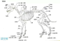 犬科动物绘制教程：狼与狗的画法_手机搜狐网