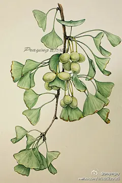 银杏 作者:prayingzy（中国国家地理杂志社编辑）手绘 植物 花卉 水彩