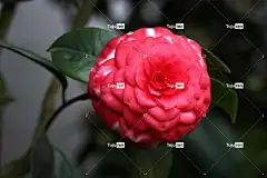 花朵 茶花 花壁纸 花卉背景 鹰 自然 美丽的花朵 红色的