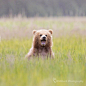 熊孩子。ins：rmsteckphotography ​​​​