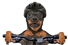 点击来源直接获取大图文件 |Miniature Pinscher dog cyclist