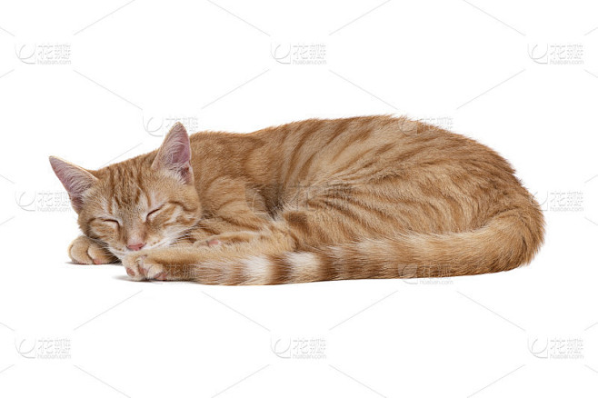 白色背景下睡着的红猫。