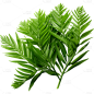 植物绿叶叶子