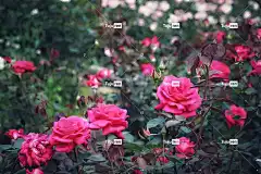 宏 花 粉色的 花卉背景 盛开 自然 花壁纸 漂亮 闪亮的