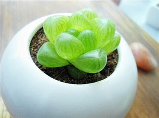 盆栽--多肉植物