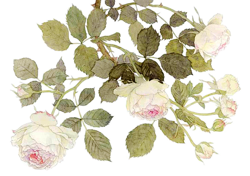 ┊-°封面﹏、素材 ╮┊素材┊古风素材 ...