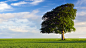 trees, nature, grass, spring, sky | 1920x1080 Wallpaper - wallhaven.cc