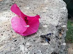 西伯利亚 叶子 美丽的花朵 纸花 花 花壁纸 植物 大自然 花瓣