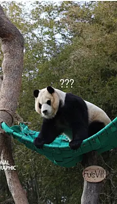 福宝经典表情包！ee们：hello～你是哪个小可爱 - 小红书