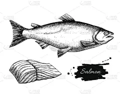 矢量复古鲑鱼绘图。手绘单色海鲜病