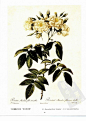 半重瓣麝香玫瑰“塞美普莱纳” Semi-double Musk Rose
半重瓣麝香玫瑰属野生玫瑰，一种带刺的疏松灌木，可长至1.2-1.8米高。嫩枝稀疏，其刺略带红色；小叶对生，5-7枚，灰绿色；花期为仲夏至秋季，半重瓣纯白色花朵，雄蕊为柠檬黄色，簇生，银释放出浓郁的麝香味而得名并广为栽培。原产地不明，据说起源于北非，曾充当灌木蔷薇许多品种的母体。
本图所绘玫瑰可能是单瓣麝香玫瑰的变种，两者差别主要在花瓣的数量上，前者多为十几瓣，后者多为五瓣。 