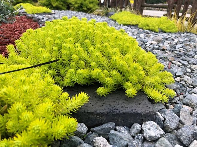 金叶佛甲草