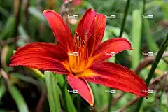 黄花菜 花卉背景 红色的 花壁纸 花 萱草 植物 花园 植物学