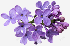 冯朵采集到送花素材