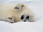 格陵兰小海豹