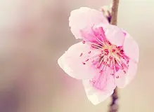 春暖花开壁纸 - 精品桌面壁纸分享平台 - 搜狗壁纸