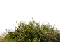 草堆，草地，免抠素材，C4D，合成 c4d素材 家居素材 IP角色 c4d 树叶 三维场景 KV 电商美工群:129134938  c4d搭建 大促元素 电商立体场景 PNG 合成素材