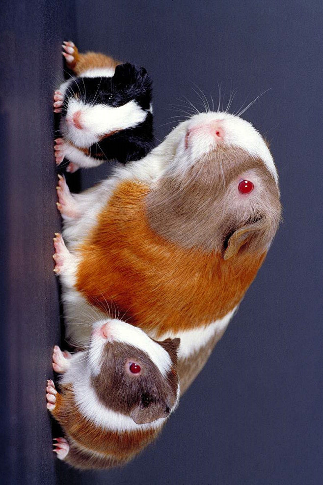 啮齿目鼠形亚目豚鼠科豚鼠属艳豚鼠