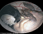 四维成像展示子宫内动物胎儿照片-TechWeb-极客社区