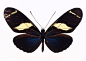 黑色蝴蝶标本13