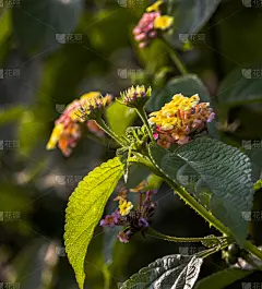 植物,色彩鲜艳,成年子女,风景,园林,健康保健,贺卡,清新,一个物体,药