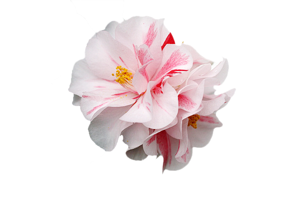 茶花 (6).png