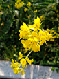 油菜花