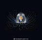今天是水母日，看下人家画的这么多 jellyfish | Nicholas Bezio 让人赞叹啊 #动物# #生物# #博物# #自然# #自然笔记# #灵感的诞生# ​#3D# #设计# #科学插画# ​​​​