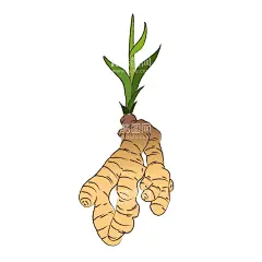 姜生姜  - 源文件下载【酷图网】姜,生姜,调味料,姜片,黄姜,本地姜,老姜,姜插画,生姜线稿,生姜图案,生姜素材,姜图标,食物,配菜,调料,去腥