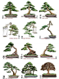 estilos bonsai - Pesquisa Google #japanesegardens
