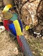 GOLDEN PHEASANT-what a brilliantly colorful bird.