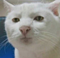 沙雕猫猫头表情包 - 发表情 fabiaoqing.com
- - - - - - - - - - - - - -
 ——→ 【 率叶插件，让您的花瓣网更好用！】> https://lvyex.com
