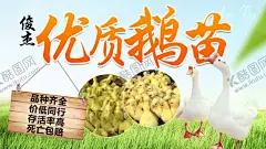 优质鹅苗养殖大图 【酷图网】养殖,大鹅,鹅苗,banner,主图,电商设计,海报,农产品大图,厂家,电商大图,轮播图,网页banner