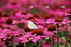锥花 蝴蝶 花朵 盛开 开花 自然 昆虫 紫色的 花壁纸 翅膀