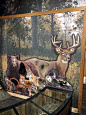 Quarry Hill Nature Center | Minnesota Mammals : Life sized realistic illustrations of native mammals in a painterly style.