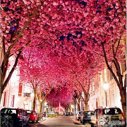 浪漫的巴黎大道上，满树靡荼芳菲，情亦动，...