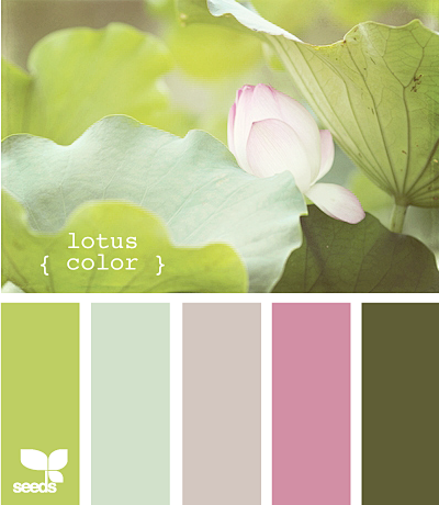 lotus color