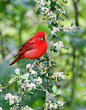 @自种天然 
要让自己更红，就得呆在白花丛中！ summer tanager，唐纳雀~ 
