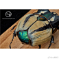 [cp]起源 Origin——旋角犀金龟 Kudu Beetle   (oneoff)<br/> <br/>大型夜行性甲虫，胸甲长有一对亮绿色如同羚羊一般的大角，因而得名，生长在南亚雨林深处，高温高湿的环境中。成虫攀援与爬行能力很强，以熟透的水果或菌菇类为食，幼虫通常有2.5-3年的时间在地下度过，以腐殖物为主食，通过3次蜕皮，结蛹成虫。<br/>旋角犀金龟数量稀少，虽然体型较大，不过生性羞怯，素独来独往，极难发现野外个体，目前没有繁殖成功的先例。