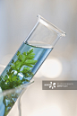 Plant and liquid in vial