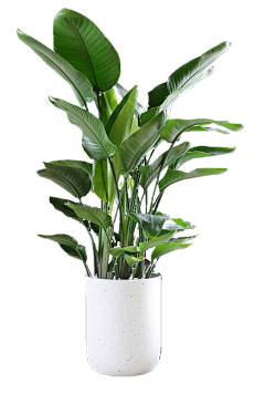 我愿久伴深情为你っ采集到植物素材