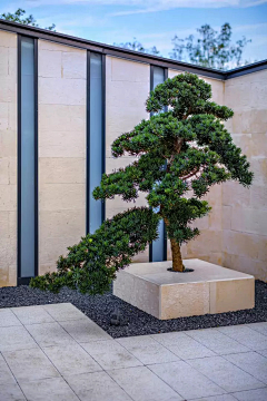 我叫小灰灰采集到植物