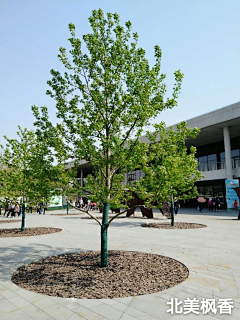 海&感觉采集到乔木选型(方案阶段)