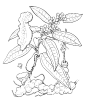 茯苓简笔画_百度图片搜索