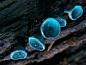 一组美丽的毒蘑菇图片