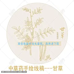 甘草 手绘甘草 药材医草 手绘植物花草 手绘中草药 草药 中草药包装插画 甘草包装插画 草本植物 中草药 中药 本草纲目 百草集 手绘甘草线描 插画