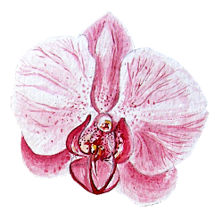 脑门上长个痘采集到花卉